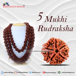 Buy 5 Mukhi Rudraksha From Rashi Ratan Bhagya At Genuine