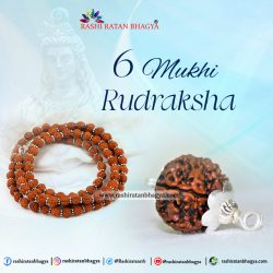 Buy Natural 6 Mukhi Rudraksha from Rashi Ratan Bhagya