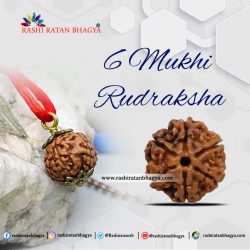 Get Natural 6 Mukhi Rudraksha Online from Rashi Ratan Bhagya