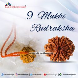 Get Natural 9 Mukhi Rudraksha Online from Rashi Ratan Bhagya
