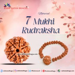 Buy Natural 7 Mukhi Rudraksha from Rashi Ratan Bhagya