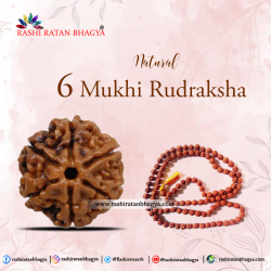 Buy 6 Mukhi Rudraksha Online at Rashi Ratan Bagya