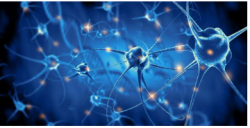 Available Cell Models for Neurodegenerative Diseases