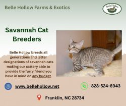Find Your Companion with Reputable Savannah Cat Breeders