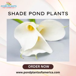 Shade Pond Plants