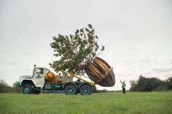 Find the Best Tree Moving Service Near Me with Universal Tree Care