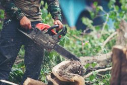 Process of Easy and Safe Tree Pruning in Geelong