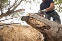 Emergency Tree Removal in Geelong: How to Handle Sudden Arbor Disasters