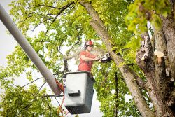 Branch Specialists Tree Service Buffalo NY – Your Expert Tree Care Partner