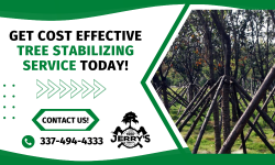 Enhance Your Tree Stability with Our Expert Service!