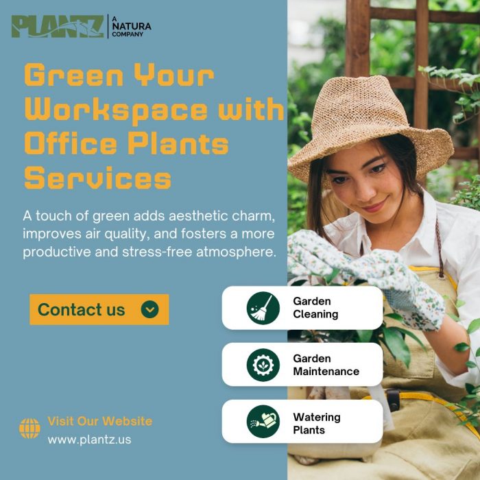 Experience the Difference: Office Plants Services for a Greener Office