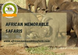 African Memorable Safaris: Discovering Africa’s Beauty