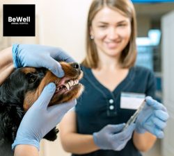 Bright Smiles: Ensuring Proper Animal Dental Care