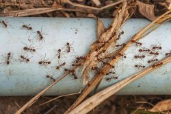Living Without Fear: Ant Pest Control in Melbourne