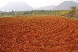 Farm Land for Sale Near Bangalore – Buy Farm Plots for Investment and Cultivation.