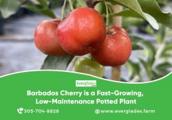 Barbados Cherry Is A Fast-Growing, Low-Maintenance Potted Plant
