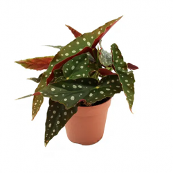 Begonia Maculata: A Must-Have Houseplant for Plant Enthusiasts