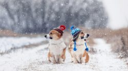 Dog Winter Care Tips For Happy And Woofy Winters