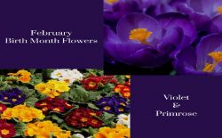 What is the February Birth flower & Stone?