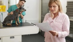 Financing for Veterinary Bills