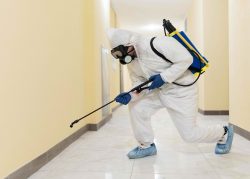 The Importance of Early Professional Intervention: Commercial Pest Control and Its Advantages