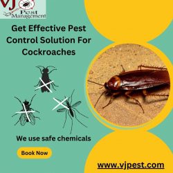 Get Effective Pest Control Solution For Cockroaches