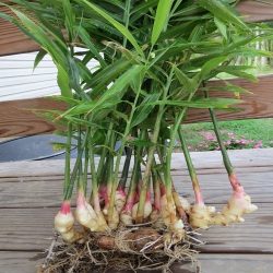 Ginger Plants: Exotic Beauty and Culinary Delight