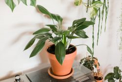Exquisite Bird’s Nest Fern: A Verdant Elegance by The Jungle Collective