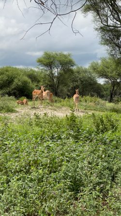 Unforgettable Tanzania Budget Safari