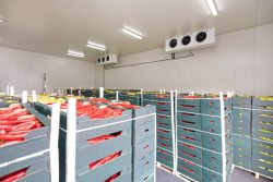 Top Cold Storage Companies