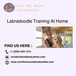 Labradoodle training for beginners