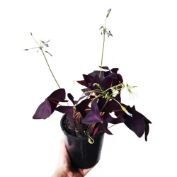 Discover Oxalis Triangularis at The Jungle Collective