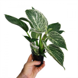 Ready to add the Philodendron Birkin to your plant collection? Contact us