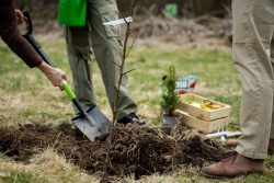 Universal Tree Care’s Expert Tree Planting Services