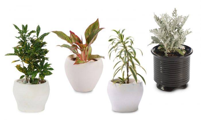 Exquisite Plants for Gifting | Greendecor’s Botanical Delights