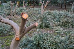 Expert Tree Lopping in Sydney by Universal Tree Care