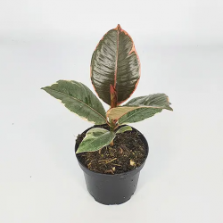 Elevate Your Space with the Lush Rubber Tree