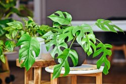 Hoya Plants: Find Your Green Companion at The Jungle Collective