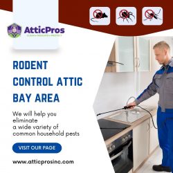 Bay Area Attic Rodent Control: Signs, Risks, and Remedies