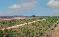 Anugraha Farms Presents Lucrative Agriculture Land for Sale in Bangalore