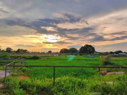 Managed Farmlands at Anugraha: A Symphony of Nature and Agriculture.