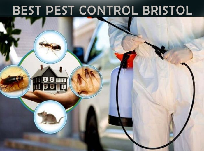 Unleash the Power of Pest-Free Living with Aman: Your Best Pest Control Bristol!