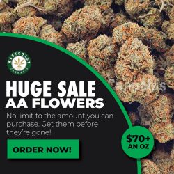Explore the Best: Buy Canadian Weed Online for Premium Cannabis Experiences