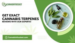 Uncover the Effective Cannabis Terpenes Reviews with Us!