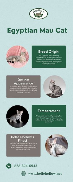 Egyptian Mau Cat: Discover Your Amazing Companion