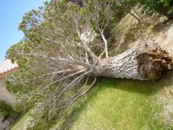 Universal Tree Care: Expert Pine Tree Removal Services