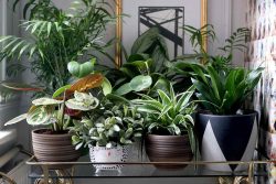 ZZ Plants: Your Green Companions from The Jungle Collective
