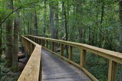Discover Nature’s Canvas: South Carolina’s National Parks