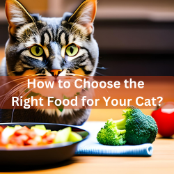 How To Choose The Right Food For Your Cat?