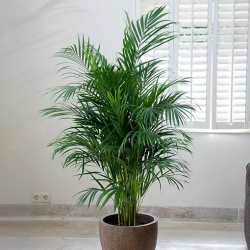 Creative Ways to Decorate Your Home with Palm and Pothos Plants